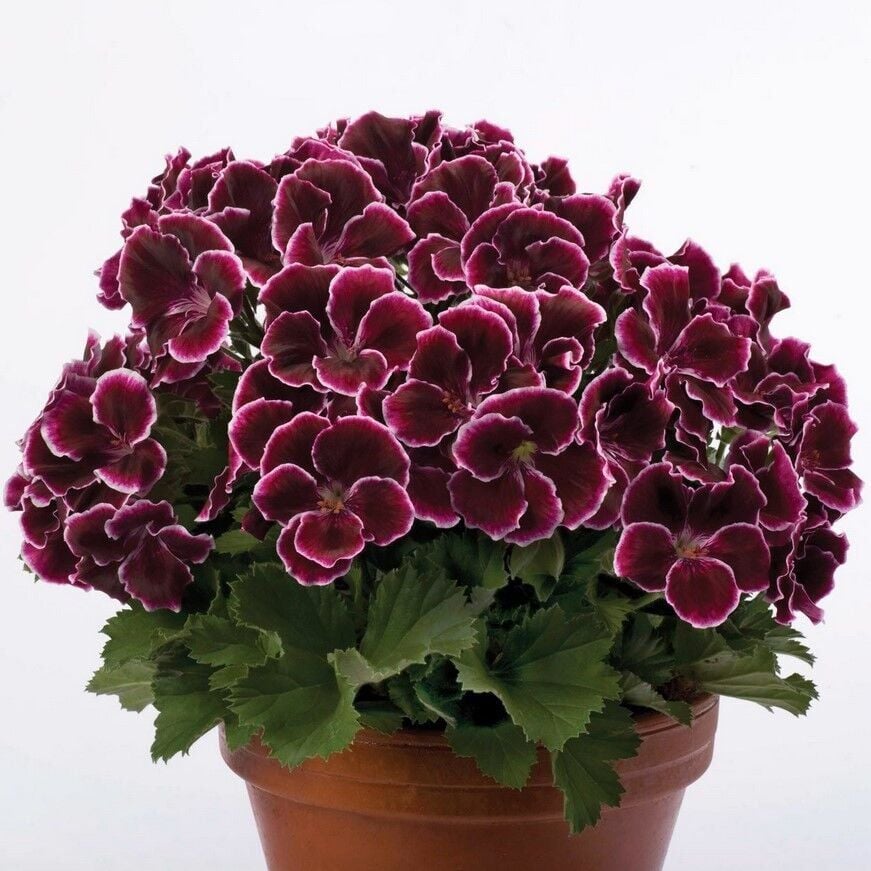 Özel Tür Nadir Aristo Black Beauty Sardunya Çiçeği Fidesi (1 Fide)