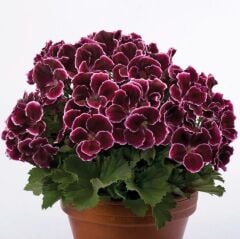 Özel Tür Nadir Aristo Black Beauty Sardunya Çiçeği Fidesi (1 Fide)