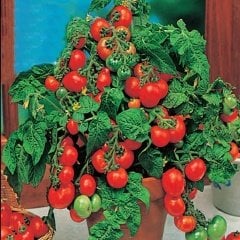 Saksılık Bonsai Çeri Domates Fidesi (216 Adet)