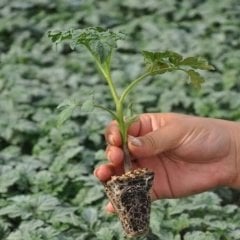 Saksılık Bonsai Çeri Domates Fidesi (216 Adet)
