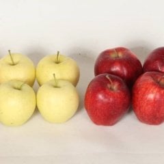 Saksıya Uygun Çift Aşılı Golden ve Red Chief Elma Fidanı(7 Yaş)