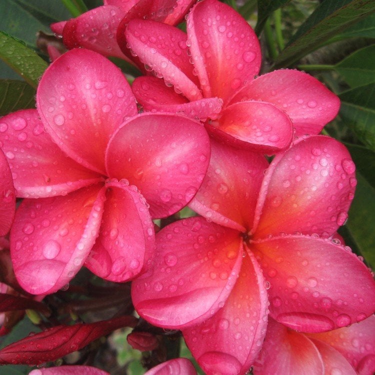 Tüplü Özel Renk Pembe Plumeria Amerikan Fulu Fidanı (40-60 cm)