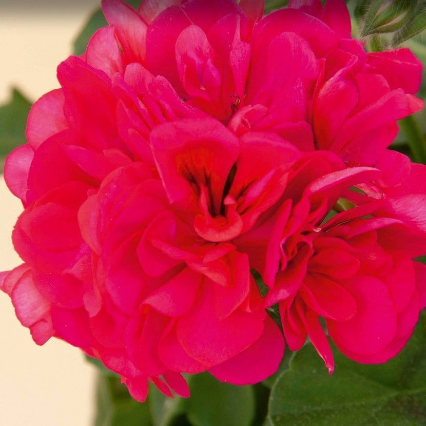 Sarkan Grandeur İvy Red Sakız Sardunya Fidesi (1 Fide)