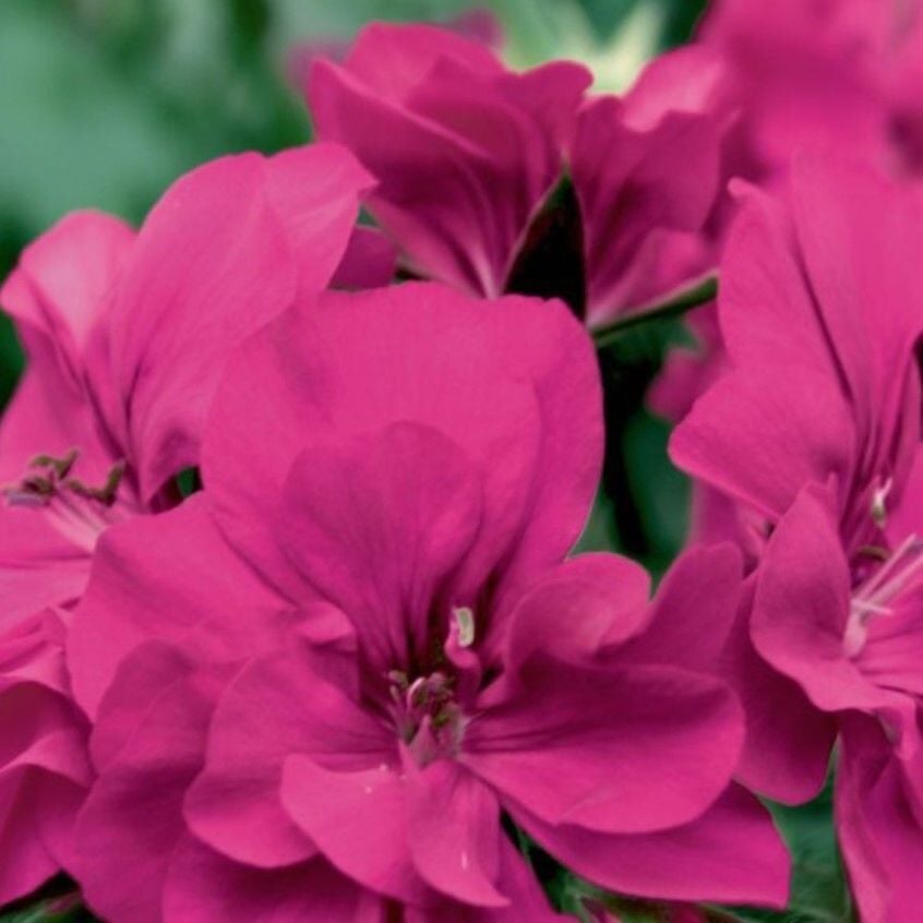 Sarkan Grandeur İvy Magenta Sakız Sardunya Fidesi (1 Fide)