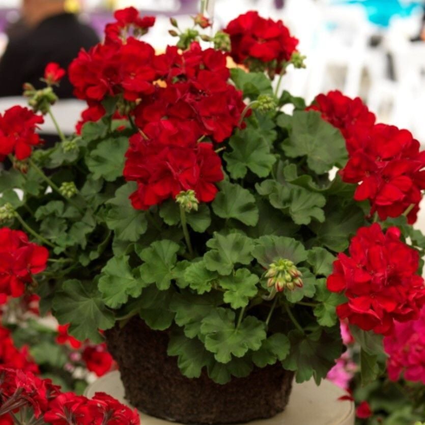 Sarkan Grandeur İvy Deep Red Sakız Sardunya Fidesi (1 Fide)