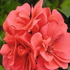 Sarkan Grandeur İvy Salmon Sakız Sardunya Fidesi (1 Fide)