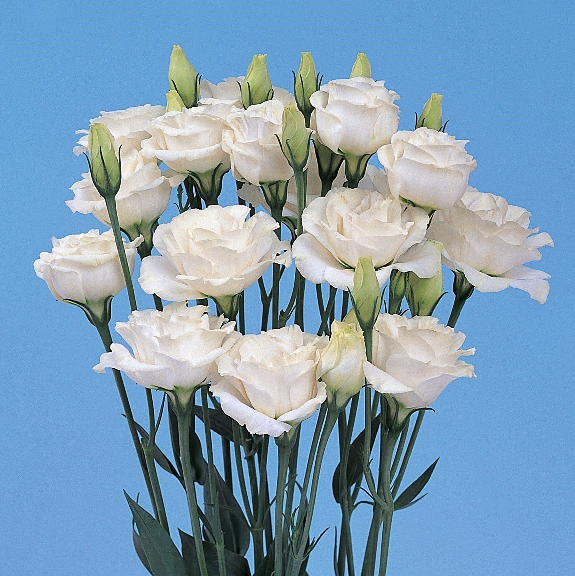 Katmerli White (Beyaz) Lisianthus Çiçeği Tohumu (5 tohum)