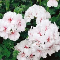 Sarkan Grandeur Ivy White Sakız Sardunya Fidesi (1 Fide)