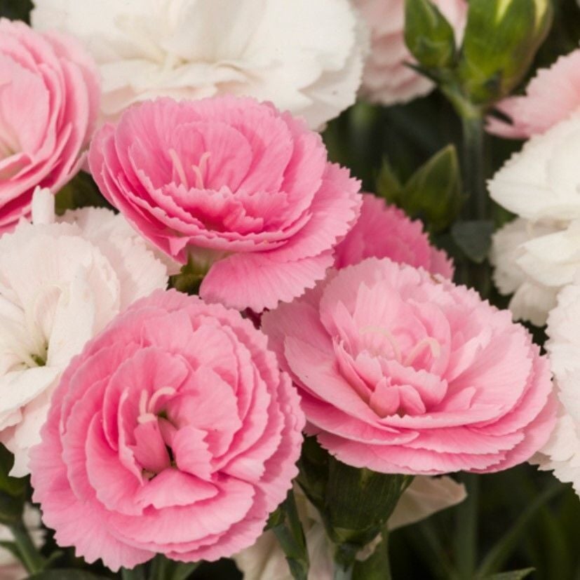 Pastel Renkler Sweet Pleasure Light Pink Kokulu Karanfil Fidesi (1 Fide)