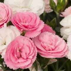 Pastel Renkler Sweet Pleasure Light Pink Kokulu Karanfil Fidesi (1 Fide)