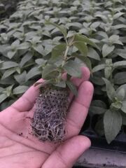 Rosy Violet 3 Renkli Dev Çiçekli Küpe Çiçeği Fidesi (1 Fide)