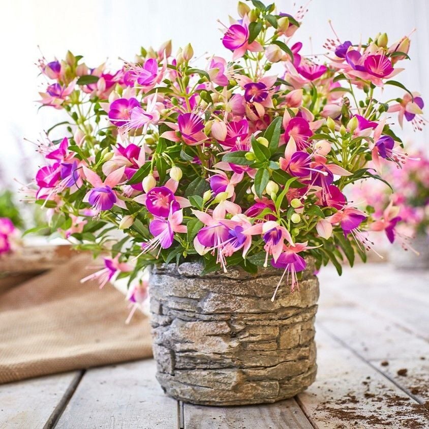 Rosy Violet 3 Renkli Dev Çiçekli Küpe Çiçeği Fidesi (1 Fide)