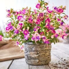 Rosy Violet 3 Renkli Dev Çiçekli Küpe Çiçeği Fidesi (1 Fide)