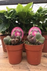 Kırmızı Çiçekli Nadir Tür Lithops Yaşayan Taşlar