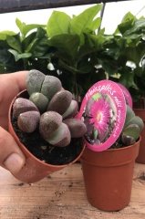 Kırmızı Çiçekli Nadir Tür Lithops Yaşayan Taşlar