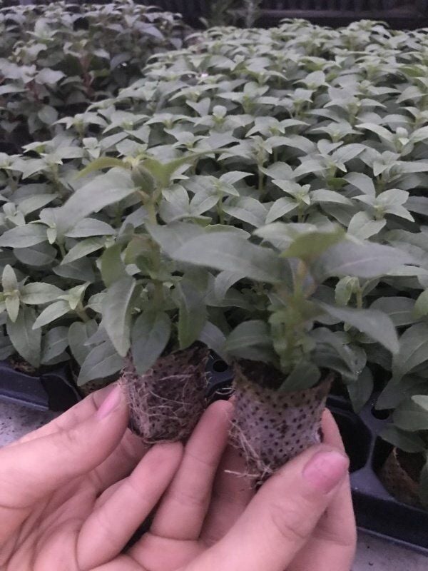 Nadir XXL Çiçekli Marbeller Magenta Purple Rain Küpe Çiçeği Fidesi (1 Fide)