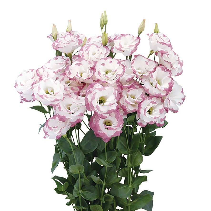 Katmerli Picotee Pink Lisianthus Çiçeği Tohumu (5 tohum)