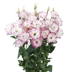 Katmerli Picotee Pink Lisianthus Çiçeği Tohumu (5 tohum)