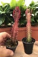 Saksıda Euphorbia Trigona Rubra Red Süt Kaktüs