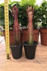 Saksıda Euphorbia Trigona Rubra Red Süt Kaktüs