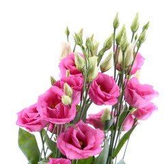 Katmerli Pink Rose Lisianthus Çiçeği Tohumu (5 tohum)