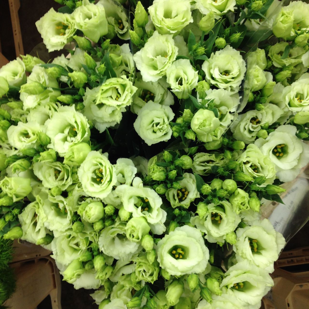 Katmerli Green (Yeşil) Lisianthus Çiçeği Tohumu (5 tohum)