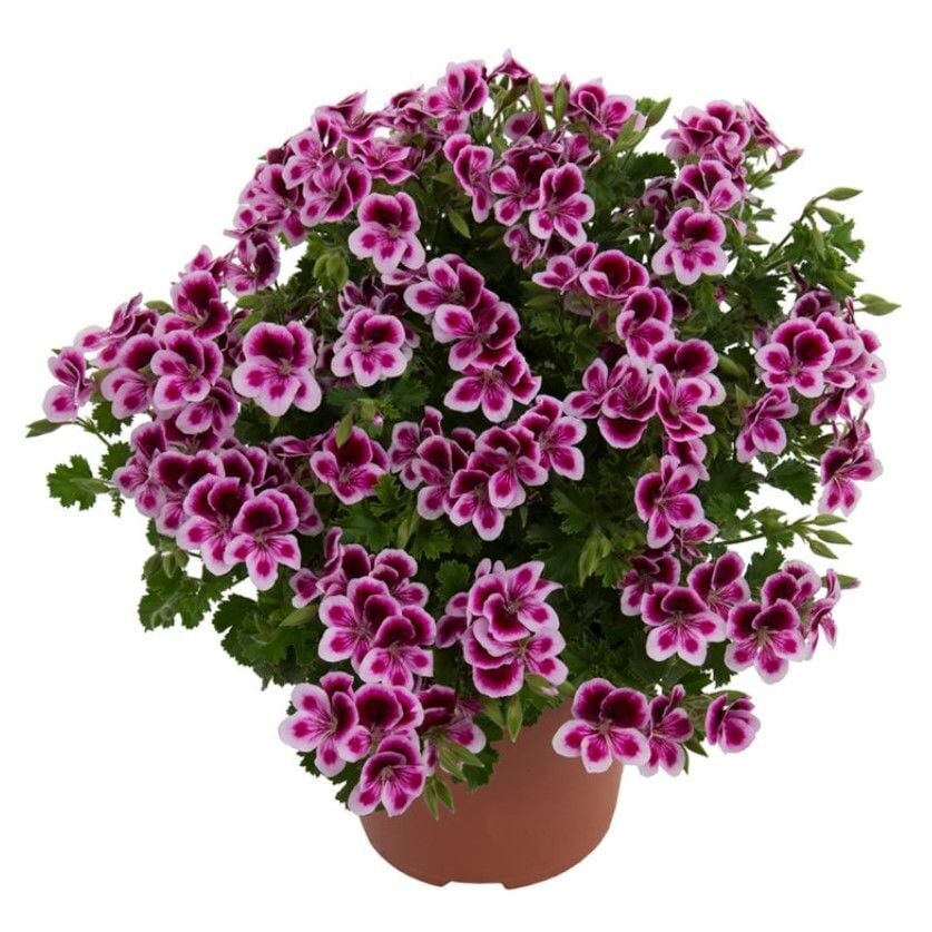 Melek Gözü Pac Angeleyes Randy Sardunya Canan Fidesi (1 Fide)