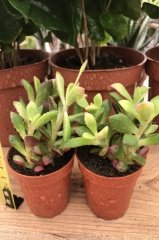 Anacampseros Telephiastrum Succulent Güneşte Kızarır