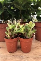 Anacampseros Telephiastrum Succulent Güneşte Kızarır