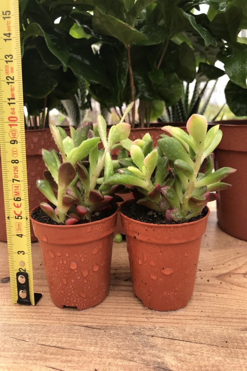 Anacampseros Telephiastrum Succulent Güneşte Kızarır