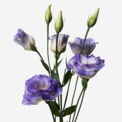 Katmerli Blue Picotee Lisianthus Çiçeği Tohumu (5 tohum)