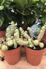 Crassula Marnieriana Mini (8.5 Saksıda İthal Ürün)