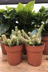 Crassula Marnieriana Mini (8.5 Saksıda İthal Ürün)
