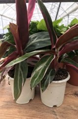 Kalatya Calathea Gold Triostar Dua Çiçeği
