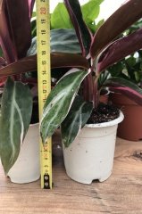 Kalatya Calathea Gold Triostar Dua Çiçeği