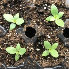 White (Beyaz Renk) Katmerli Lisianthus Çiçeği Fidesi (5 Adet)