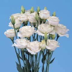 White (Beyaz Renk) Katmerli Lisianthus Çiçeği Fidesi (5 Adet)