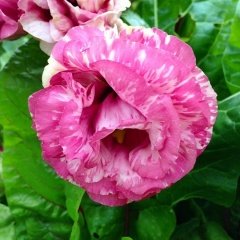 Cherry Sorbet Katmerli Lisianthus Çiçeği Fidesi (5 Adet)