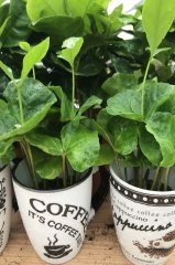 Kupada Kahve Ağacı Bitkisi Coffee Arabica İthal Ürün