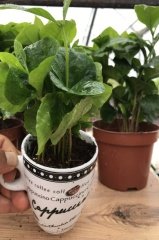 Kupada Kahve Ağacı Bitkisi Coffee Arabica İthal Ürün