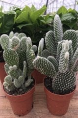 Opuntia Microdasys Cactus Beyaz Tüy Dikenli Tavşan Kulağı
