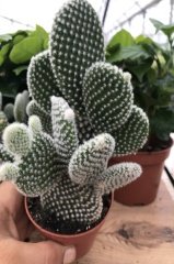 Opuntia Microdasys Cactus Beyaz Tüy Dikenli Tavşan Kulağı