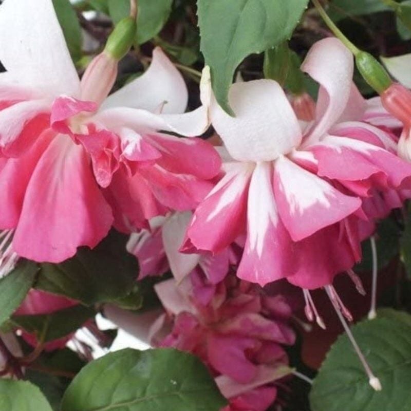 XXL Çiçekli Katmerli Marbeller Double White Pink Küpe Çiçeği Fidesi (1 Fide)