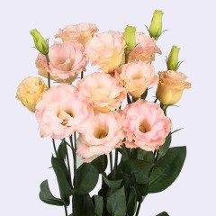 Champagne (Şampanya) Katmerli Lisianthus Çiçeği Fidesi (5 Adet)