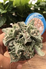 Faucaria Tigrina Tiger’s Jaw Sukulent (8.5 Saksıda İthal Ürün)