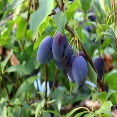 Tüplü Aşılı Tam Bodur Reçellik Mürdüm Erik Fidanı