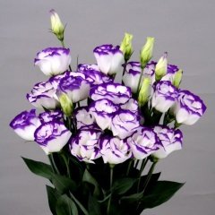 Blue Picotee Katmerli Lisianthus Çiçeği Fidesi (5 Adet)