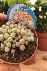 Pink Frithia Pulchra Cactus Taş Kaktüs Bitkisi (8.5 luk Saksıda)