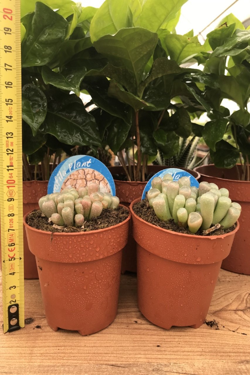 Pink Frithia Pulchra Cactus Taş Kaktüs Bitkisi (8.5 luk Saksıda)