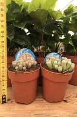 Pink Frithia Pulchra Cactus Taş Kaktüs Bitkisi (8.5 luk Saksıda)